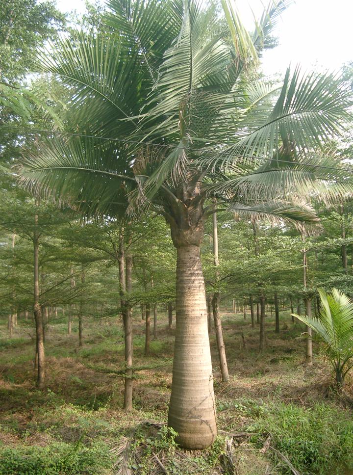  p>国王椰子(学名: i>ravenea rivularis /i> jum. &amp; h.