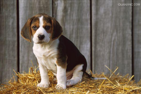  p>米格鲁猎兔犬又称为"比格犬",是世界名犬犬种之一,在分类上属于