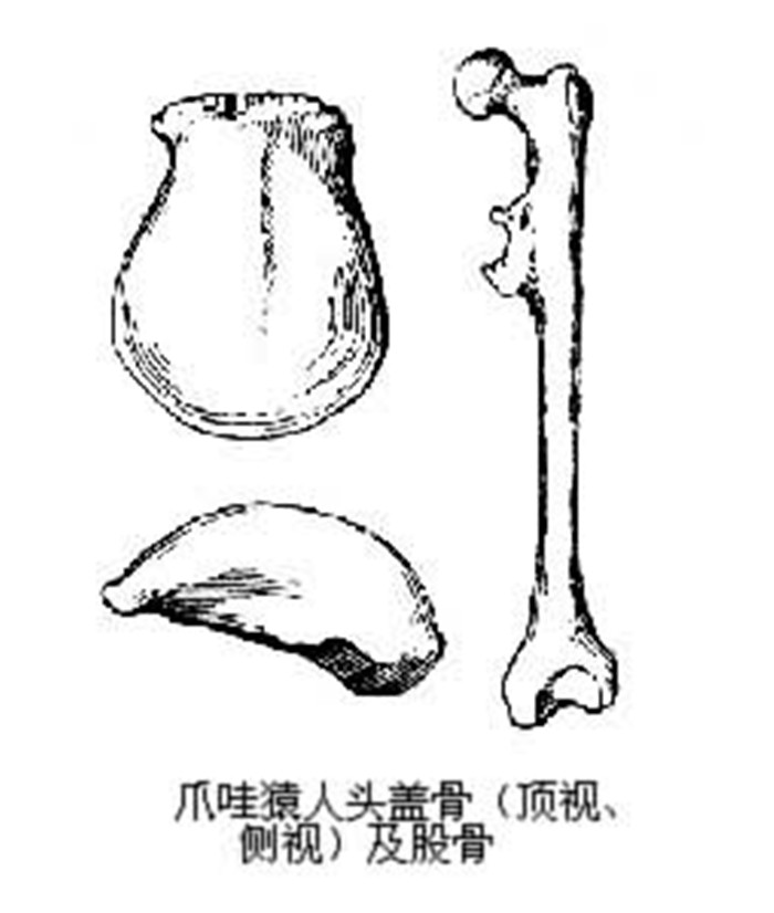 爪哇猿人