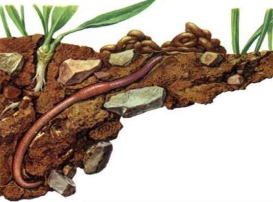 土壤动物 百度百科