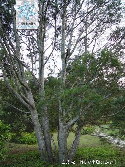 pinus bungeana zucc. ex endl.