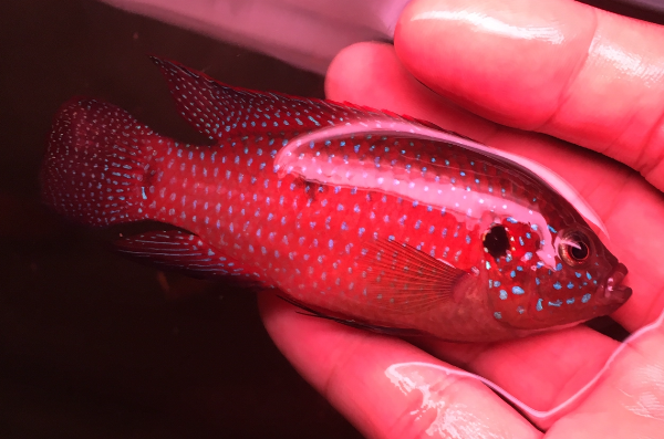 红钻石鱼