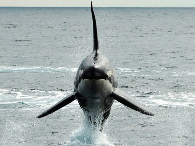  p>虎鲸(学名: i>orcinus orca /i>):是哺乳纲,海豚科中体型最大的 a