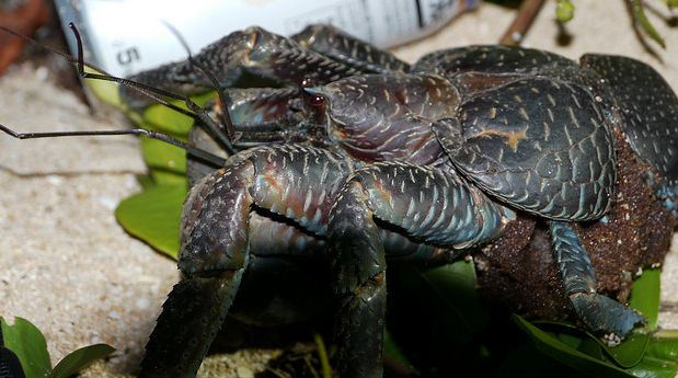 coconut crab
