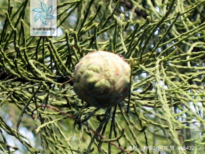  p>池杉(学名: i>taxodium distichum /i> var.