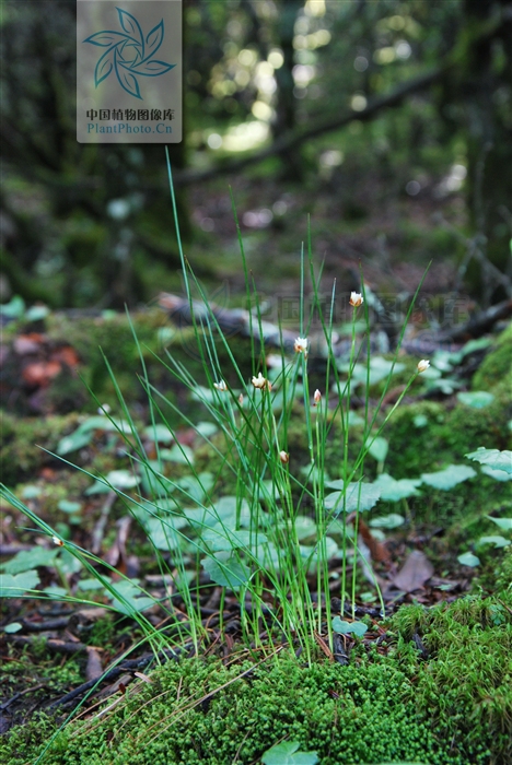  p>葱状灯心草,拉丁学名: i>juncus allioides franch.