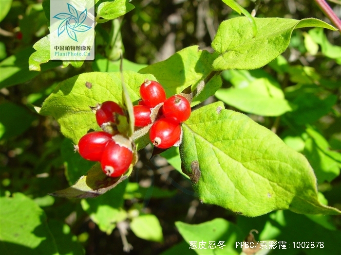  p>葱皮忍冬(学名: i>lonicera ferdinandii /i> franch.
