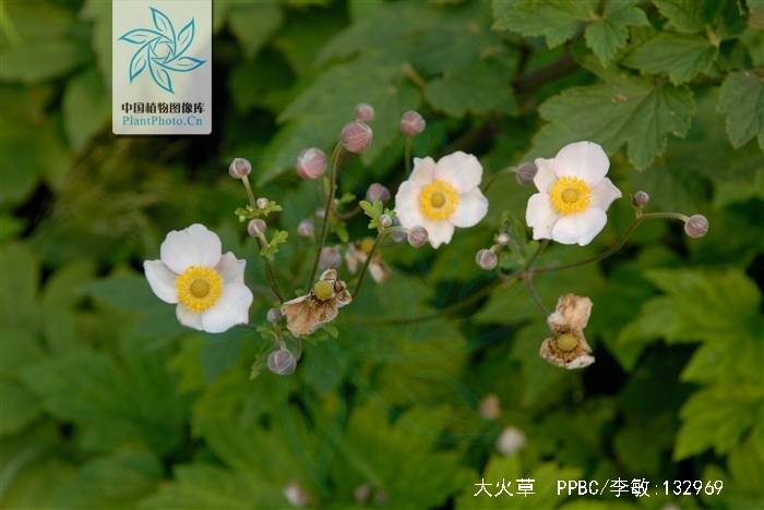  p>大火草,学名:anemone tomentosa (maxim.
