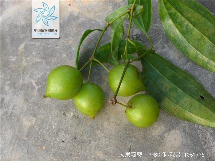 smilax macrocarpa blume