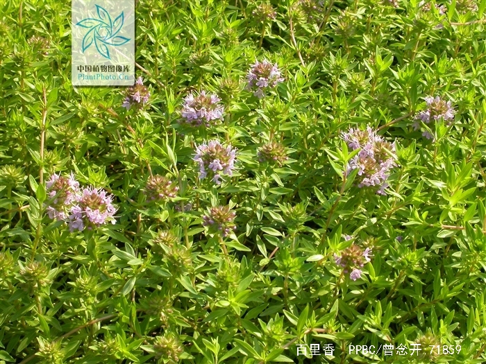  p data-id="txuwy1af45ll">百里香( i>thymus mongolicus /i> (ron