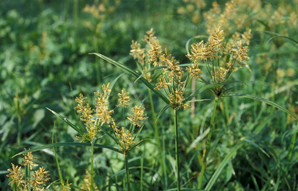 cyperus esculentus l