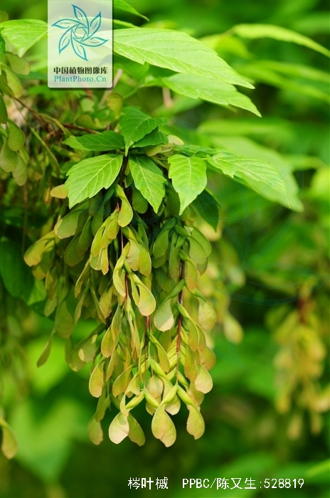 是槭树科槭属植物,落叶乔木,高可达20米.