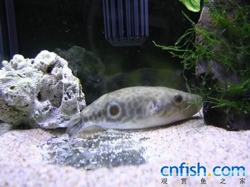  p>学名tetraodon barbatus,长吻红珍珠狗头,石头水族取的淡水热带鱼 