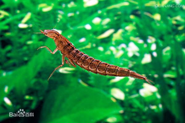  p>水蜈蚣,又名水夹子,是 a target="_blank" href="/item/龙虱