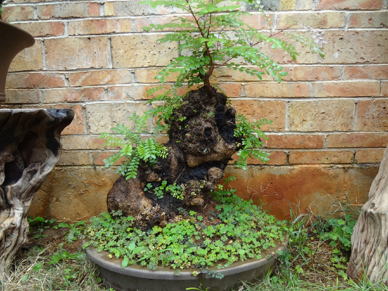  p>清香木(学名: i>pistacia weinmannifolia  /i>j.