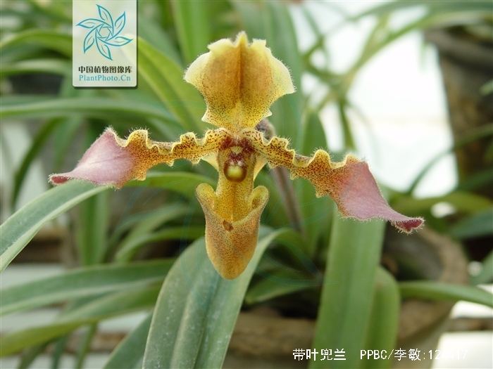  p>带叶兜兰(学名: i>paphiopedilum hirsutissimum /i> (lindl.