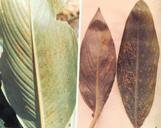 美人蕉花叶病