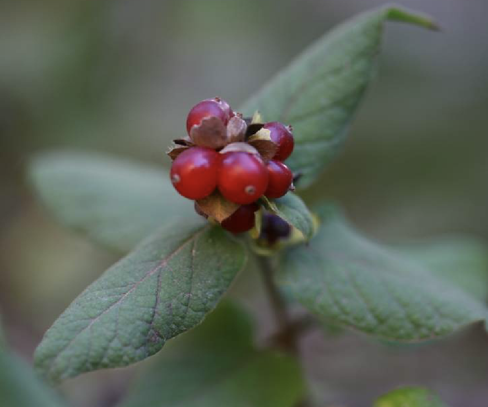  p>葱皮忍冬(学名: i>lonicera ferdinandii /i> franch.