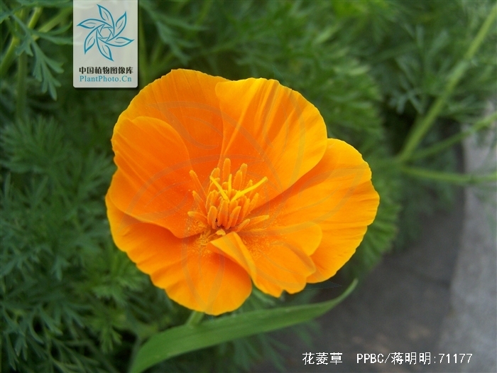  p>花菱草,(学名: i>eschscholtzia californica /i> cham.