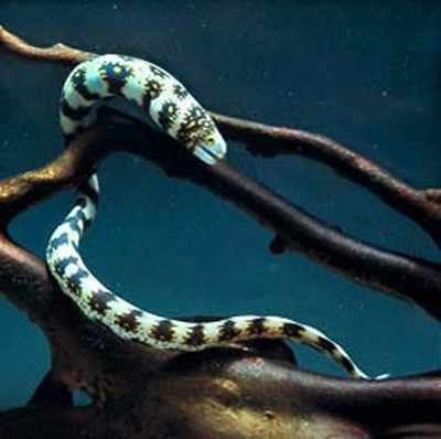 poecilophis nebulosa