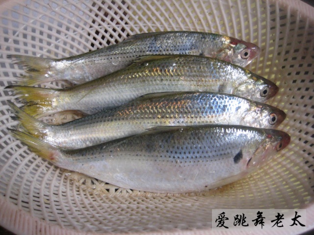 青背鱼