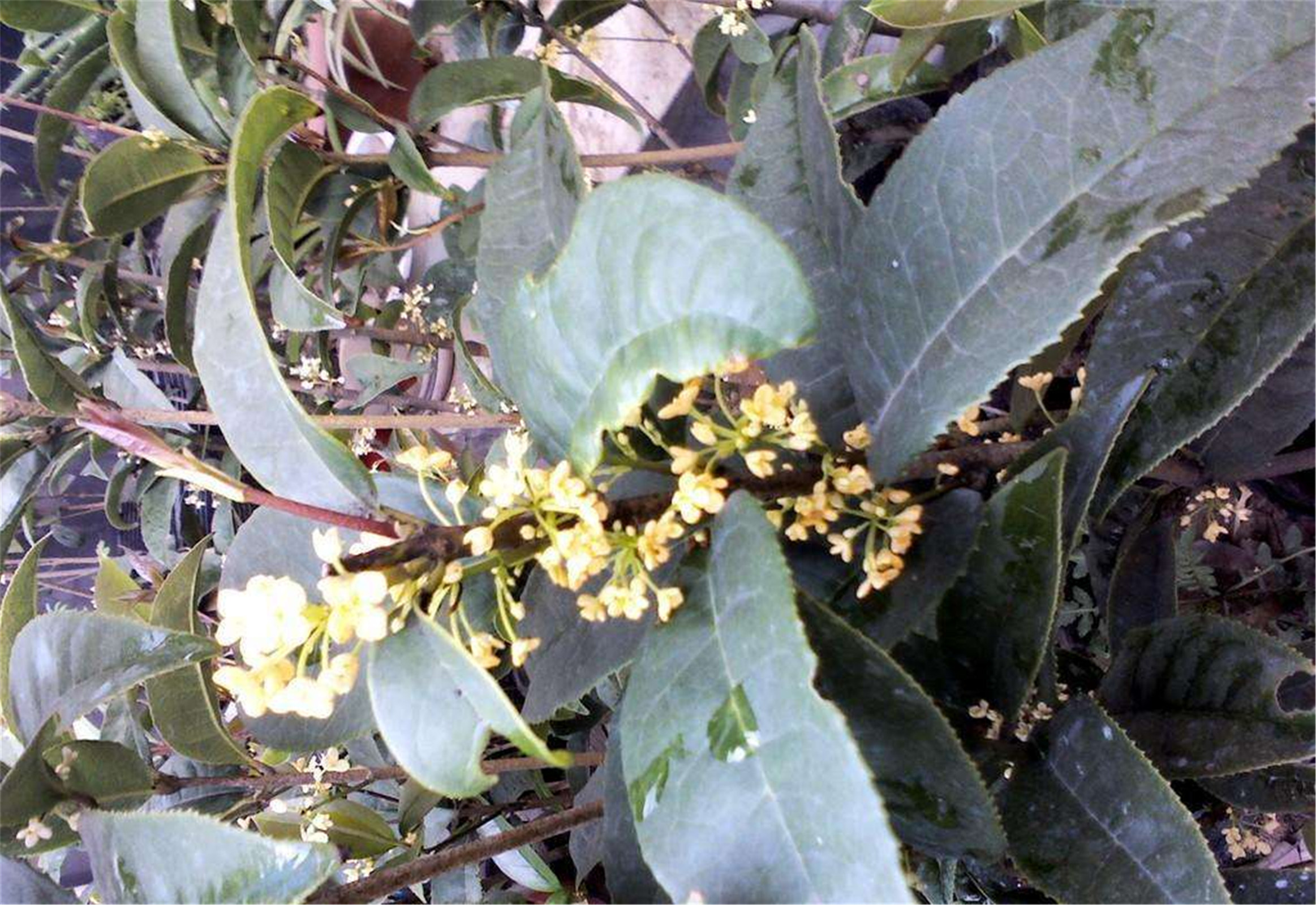  p>天香台阁(学名: i>osmanthus fragrans /i> 'tian xiang