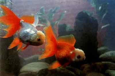  p data-id="gn57gao8y8">又名寿星头,吉祥鱼.丽鱼科.