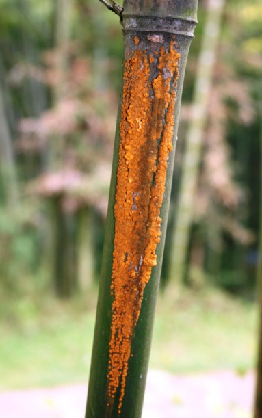 fargesia spathacea franch.