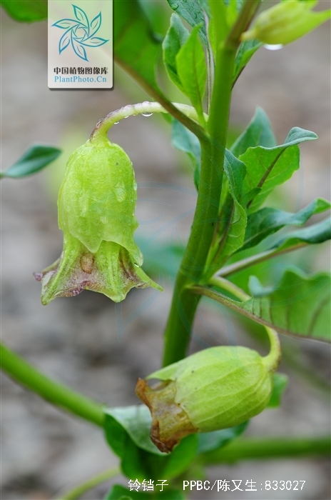 ">铃铛子( i>anisodus luridus /i> link & otto),别名:藏茄,山箊