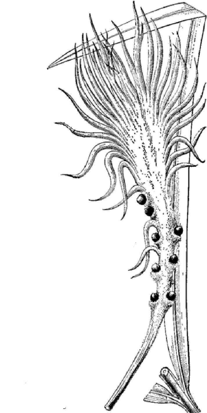 k. fu)是苏铁科,苏铁属植物.