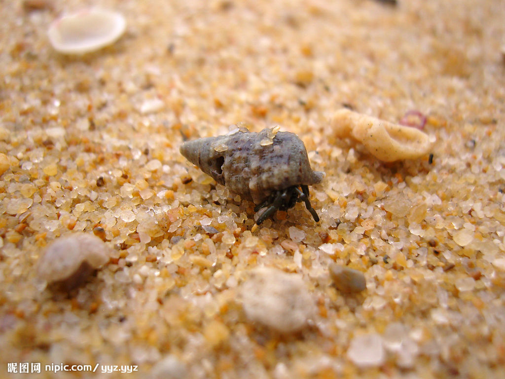  p>寄居蟹属于节肢动物甲壳纲十足目下的异尾类,而我们常说的螃蟹属于