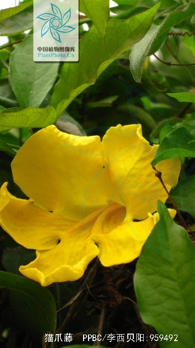  p>猫爪藤(学名: i>macfadyena unguis-cati  /i>(linn.) a.