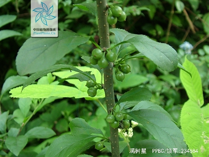  p>满树星,中药名.