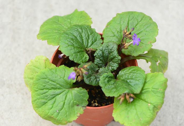  p>报春苣苔(学名: i>primulina tabacum /i> hance)是苦苣苔科,报春