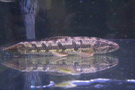  p>大眼利齿脂鲤(hoplias macrophthalmus)又称枯木牙鱼,黑牙鱼,为