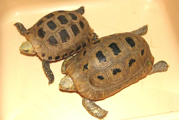 indotestudo  elongata