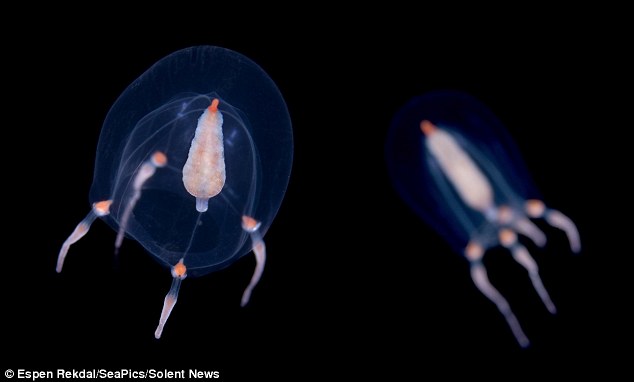 id="3031572">浮游生物 /a>,包括刺丝胞动物,钵水母纲,十字水母纲