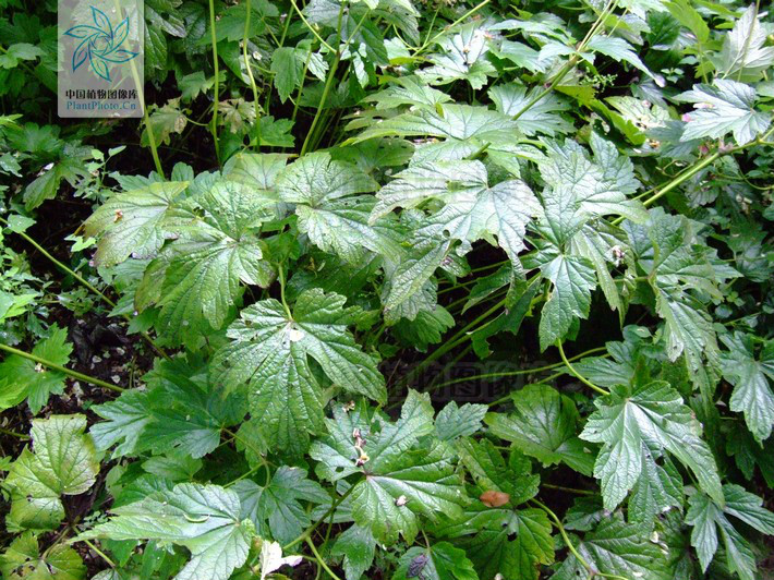  p>大火草,学名:anemone tomentosa (maxim.