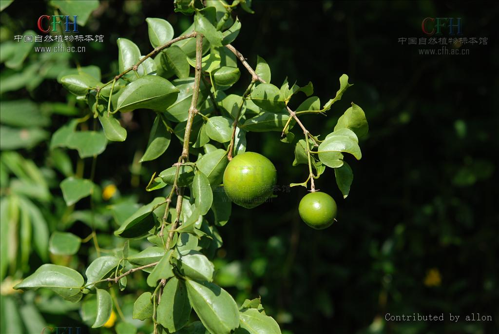  p>牛眼马钱, a href="#">马钱科 /a> a h