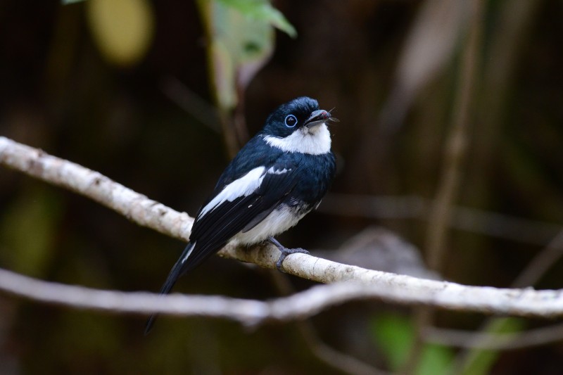 data-lemmaid="2755896">钩嘴鵙科 /a>瓦氏鹟属的鸟类