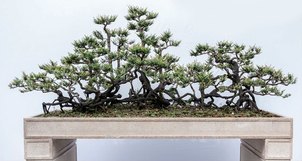 小果柿(原变种)