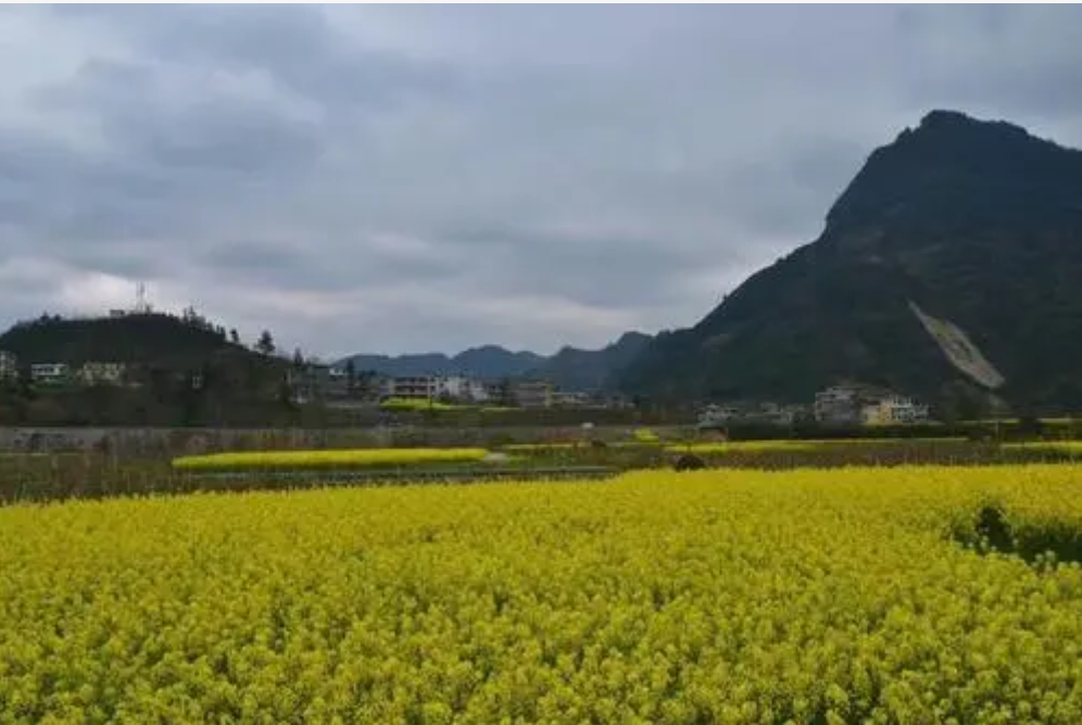 id="gnb0pkcdb4">曲江镇,隶属于湖北省恩施土家族苗族自治州咸丰县