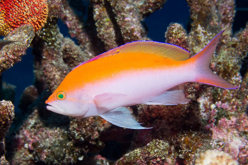  p>双色拟花鮨,pseudanthias bicolor,又称双色拟花鲈.