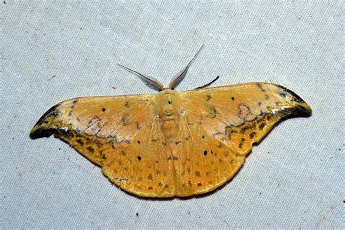 i> (moore,1879), a target="_blank" href="/item/钩蛾科/10081547"