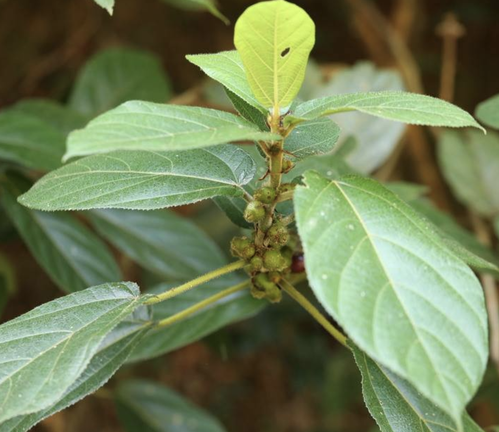  p>粗叶榕(学名: i>ficus hirta /i> vahl)是桑科,榕属植物.