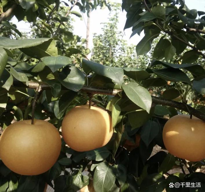 山东秋月梨，细腻宛如初秋水，肉白堪比中秋月，吃一口，馋一年_百科TA说