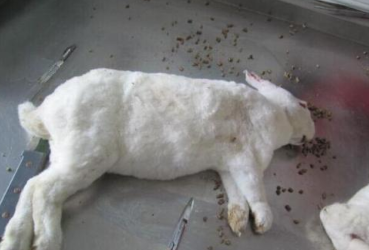 病兔体温通常不高,精神沉郁,食欲废绝,急性下痢,粪便带血或呈黑色胶冻