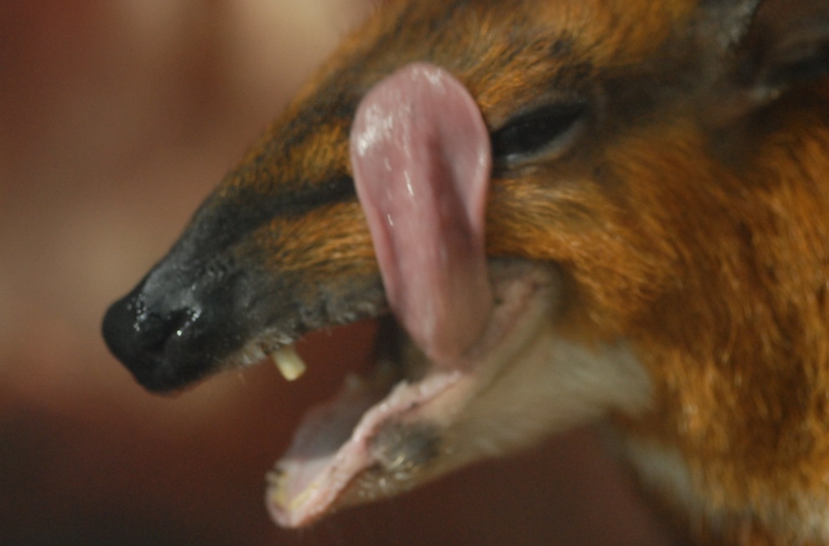 greater indo-malayan chevrotain