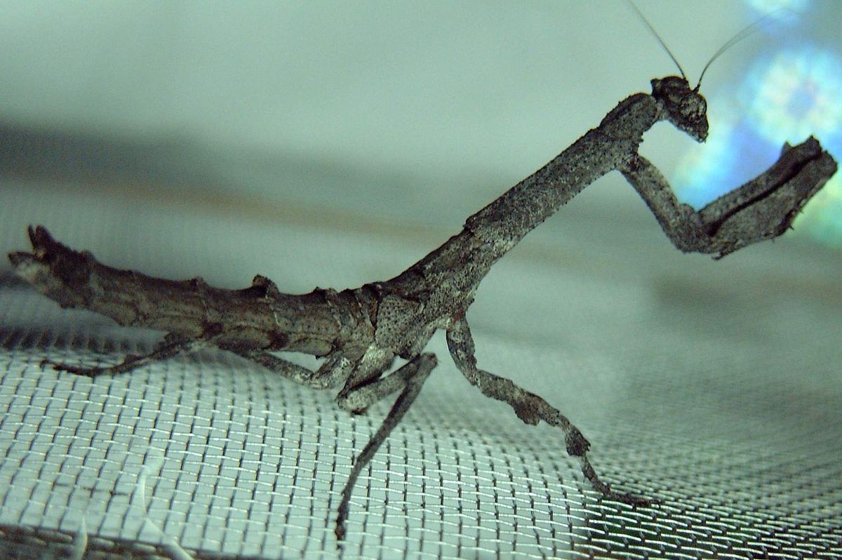 非洲树枝螳螂