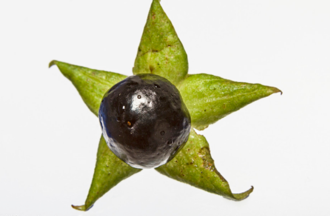 如梦如幻的神秘颠茄_百科TA说
